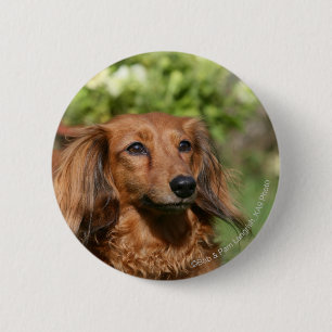 Red Long-haring Miniature Dachshund Ronde Button 5,7 Cm