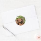 Red Long-haring Miniature Dachshund Ronde Sticker (Envelop)