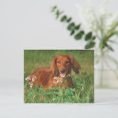 Red Long Hazard Dachshund Briefkaart (Staand voorkant)