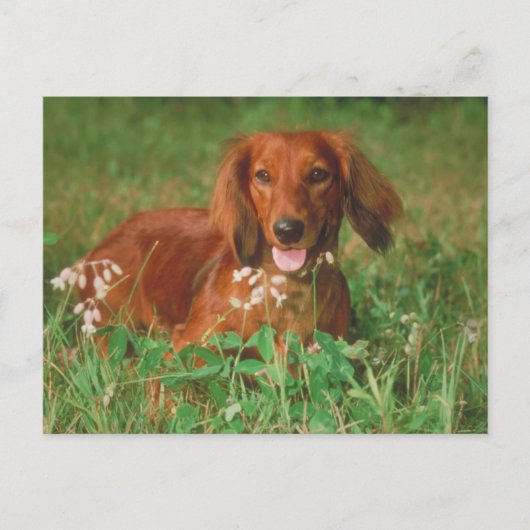 Red Long Hazard Dachshund Briefkaart (Voorkant)