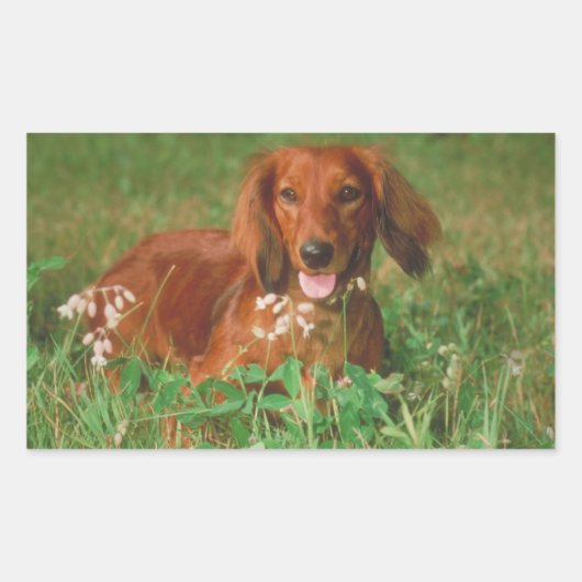 Red Long Hazard Dachshund Rechthoekige Sticker (Voorkant)