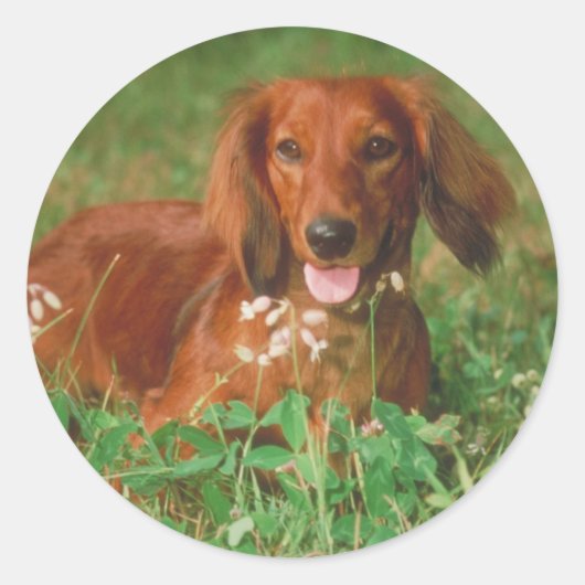 Red Long Hazard Dachshund Ronde Sticker (Voorkant)