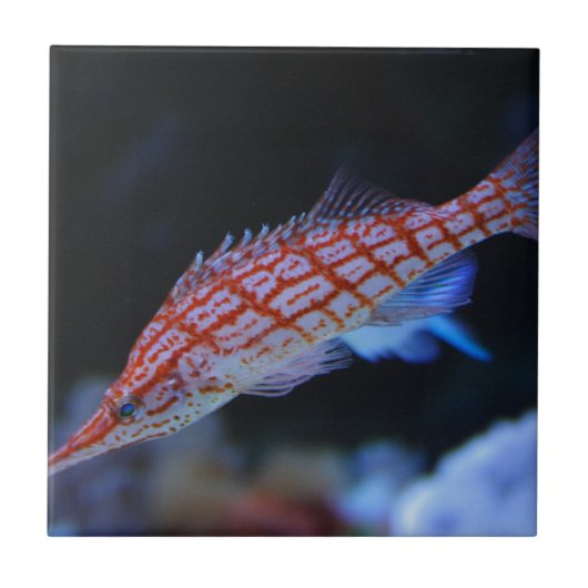 Red Longnose Hawkfish Tegeltje (Voorkant)