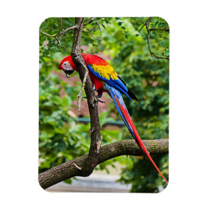 Red Macaw Flexible Magnet Magneet
