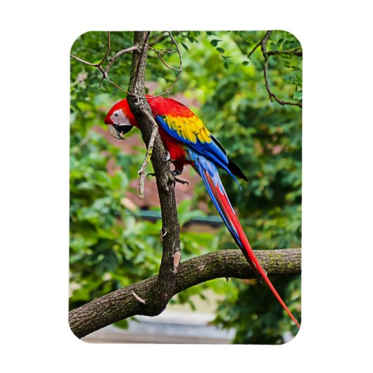Red Macaw Flexible Magnet Magneet (Verticaal)