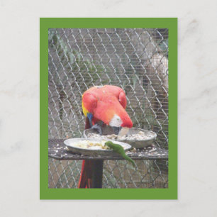 Red Macaw met gekko Briefkaart
