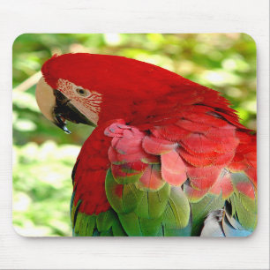 Red Macaw Mousepad 2 Muismat