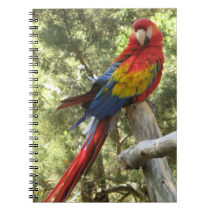Red Macaw Parrot Bird Tropisch Notitieboek