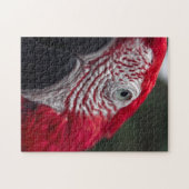 Red Macaw - Puzzle photo HD (Horizontal)