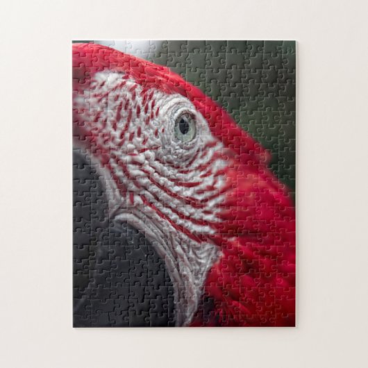 Red Macaw - Puzzle photo HD (Vertical)