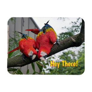 Red Macaws Magnet Magneet