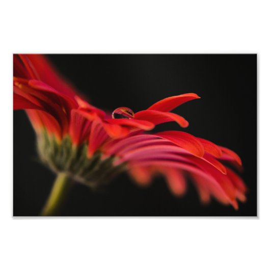 Red Macro Gerbera Flower Foto Afdruk (Voorkant)