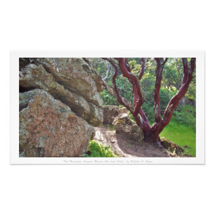 "Red Manzanita onder Massive Red-hued Rocks" Foto Afdruk