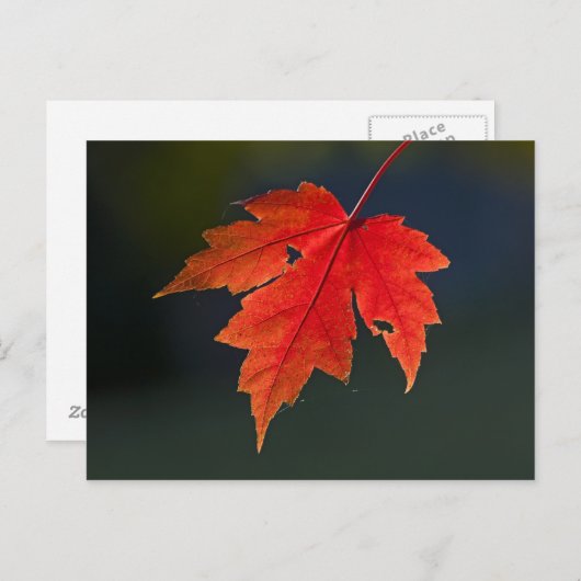 Red Maple Acer rubrum) rood blad in de herfst; Briefkaart (Voorkant / Achterkant)