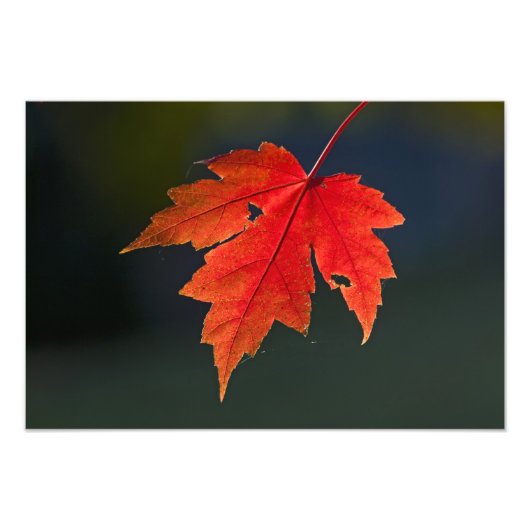 Red Maple Acer rubrum) rood blad in de herfst; Foto Afdruk (Voorkant)