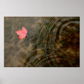 Red Maple Floating Poster (Voorkant)