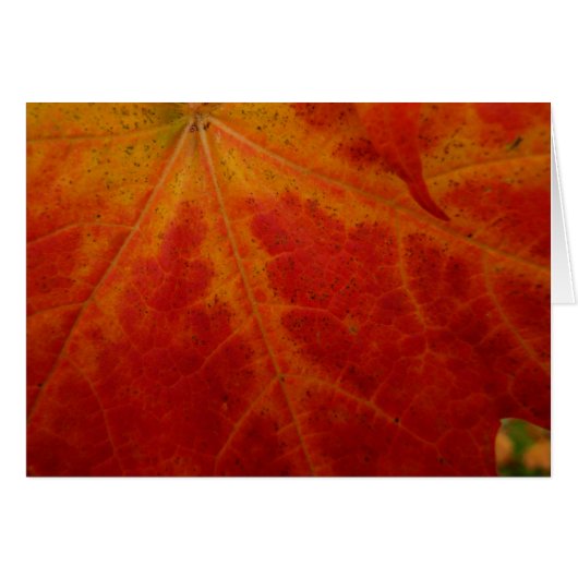 Red Maple Leaf Abstracte Autumn Natuur Fotografie (Voorkant Horizontaal)