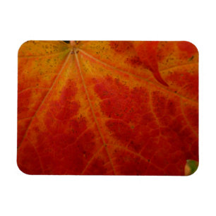 Red Maple Leaf Abstracte Autumn Natuur Fotografie Magneet