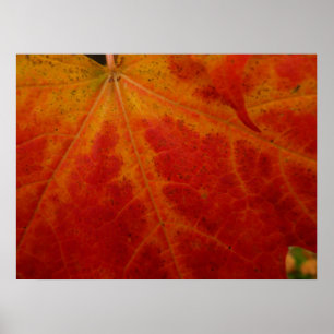 Red Maple Leaf Abstracte Autumn Natuur Fotografie Poster