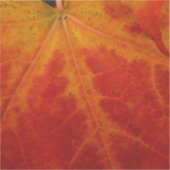 Red Maple Leaf Abstracte Autumn Natuur Fotografie Sticker (Voorkant)