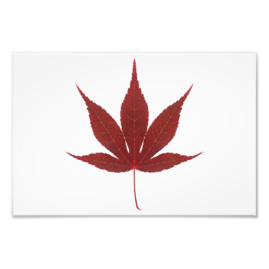 Red Maple Leaf Foto Afdruk (Voorkant)