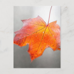 Red Maple Leaf - Mystique Autumn Briefkaart