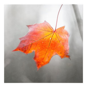 Red Maple Leaf - Velvet Autumn Foto Afdruk