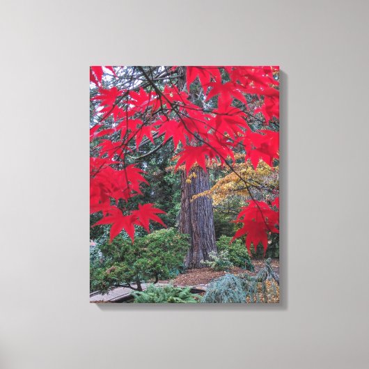 Red Maple Leaves in a Japanese Garden Canvas Afdruk (Voorkant)