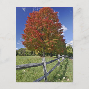 Red Maple tree in herfstkleuren, bij Concord, 2 Briefkaart