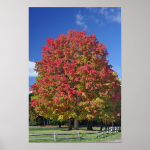 Red Maple tree in herfstkleuren, bij Concord; Poster
