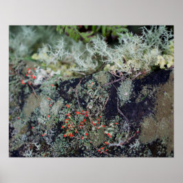 Red Matchstick Lichen Poster