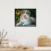 Red Merle 2 Australian Shepherd Poster (Cuisine)