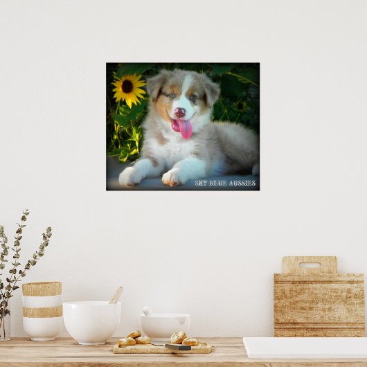 Red Merle 2 Australian Shepherd Poster (Cuisine)