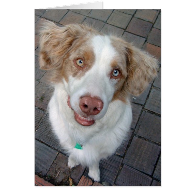 Red Merle Australian Shepherd (Devant)