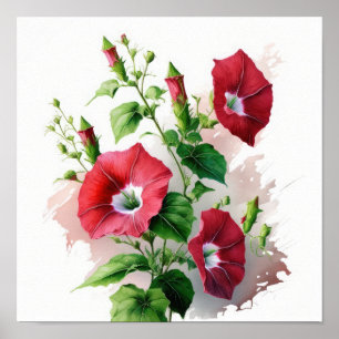 Red Morning Glory Flowers Art Print Poster