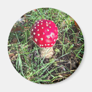 Red mushroom magneet