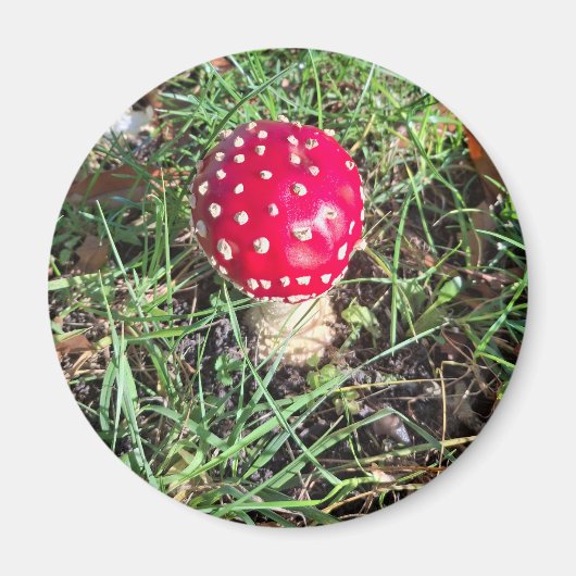 Red mushroom magneet (Voorkant)