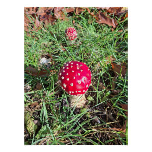 Red mushroom  perfect poster