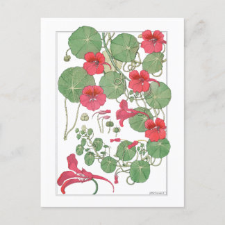 Red Nasturtia | Antiek lithograaf 1896 Poster Briefkaart