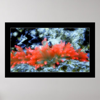 Red Neon Anemone met verffiltereffect Poster