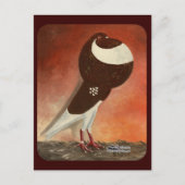 Red Norwich Cropper Pigeon Briefkaart (Voorkant)