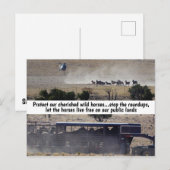 Red onze campagne voor wilde paarden briefkaart (Voorkant / Achterkant)