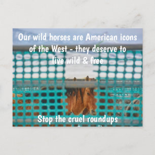 Red onze campagne voor wilde paarden briefkaart