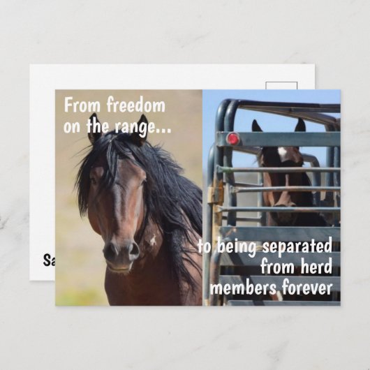 Red onze campagne voor wilde paarden briefkaart (Voorkant / Achterkant)