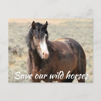 Red onze wilde paarden briefkaart