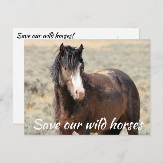 Red onze wilde paarden briefkaart (Voorkant / Achterkant)