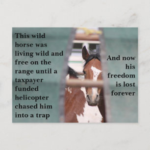 Red onze wilde paarden briefkaart