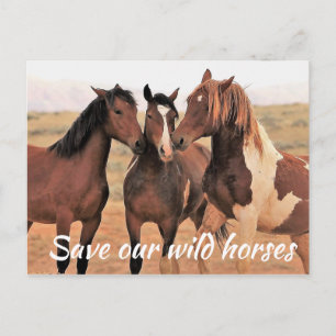 Red onze wilde paarden briefkaart