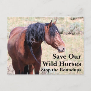 Red onze wilde paarden briefkaart