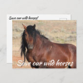 Red onze wilde paarden briefkaart (Voorkant / Achterkant)
